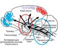 Роль сукцинатоксидазного окисления в интенсивной терапии тяжелой черепно-мозговой травмы