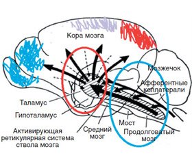 Роль сукцинатоксидазного окисления в интенсивной терапии тяжелой черепно-мозговой травмы