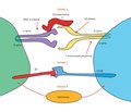 Развитие иммунного ответа при стафилококковой пневмонии (часть 8)