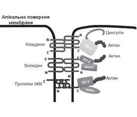 Хронічна Helicobacter pylori-асоційована інфекція  у дітей, парацелюлярна проникність слизової оболонки шлунка та харчова алергія