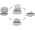 Медикаментозное влияние на диспергирование биопленки. Доноры оксида азота