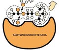 Препараты — ингибиторы холинэстеразы в терапии деменций: клинико-фармакологические аспекты