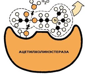 Препараты — ингибиторы холинэстеразы в терапии деменций: клинико-фармакологические аспекты