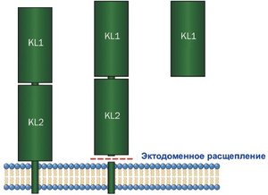 Белок Klotho и фактор роста фибробластов FGF23 как маркеры хронической болезни почек