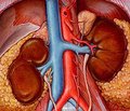 Epiphyseal hormone melatonin and chronic kidney disease (review of literature and our own research)