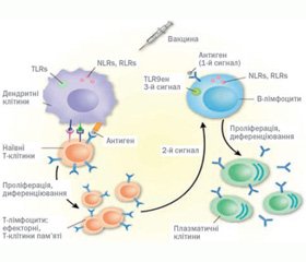 Імунологічні основи вакцинації