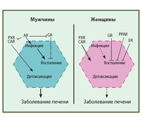 Роль гендерного диморфизма в развитии и исходах хронических вирусных гепатитов