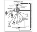 Hypopituitarism and bone