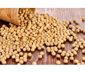 Soy phytoestrogens: hormonal activity and impact on the reproductive system