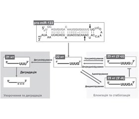 Регуляція вмісту мікроРНК. Частина 1. Редагування мікроРНК. Тайлінг мікроРНК