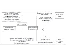 Посттравматический остеоартрит: воспалительные, клеточные и биомеханические механизмы прогрессирования заболевания