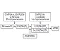 Інфекція Helicobacter pylori та вітамін D