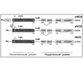 Активированные азотсодержащие метаболиты организма человека при заболеваниях органов дыхания. Генераторы и генерация (часть 1)