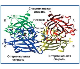 Антиоксидантная система респираторного тракта Антиоксидантные эффекторы в надэпителиальном и экстрацеллюлярном пространстве (часть 1)