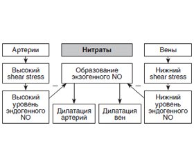 Нитраты в клинической практике