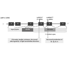 Асоціації варіантів гена GHRL із розвитком ожиріння та метаболічних порушень у дітей