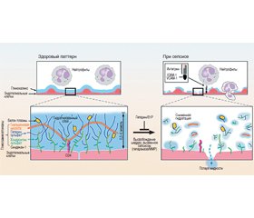 Гликокаликс: новая диагностическая и терапевтическая цель при сепсисе