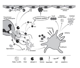Роль нейтрофільних позаклітинних пасток при тромбозі