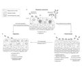 Сучасні можливості лікування катетер-асоційованих інфекцій в урологічній практиці з використанням Пембіни-Блю