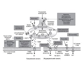 Протиепілептичні препарати з ноотропним ефектом — оптимальний вибір за необхідності комплексної терапії коморбідних розладів