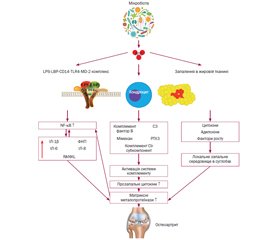 Остеоартрит та кишкова мікробіота: патогенетичне значення осі суглоб — кишечник — мікробіом