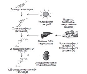 Основные и плейотропные эффекты витамина D у пациентов с сахарным диабетом 1-го и 2-го типа