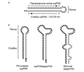 Біогенез мікроРНК. Частина 2. Формування зрілих мікроРНК. Матурація неканонічних мікроРНК