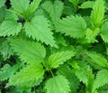 Вплив споживання кропиви (Urtica dioica) та сидериту (Sideritis scardica) на ендотеліальну функцію у хворих   з артеріальною гіпертензією   та високим серцево-судинним ризиком