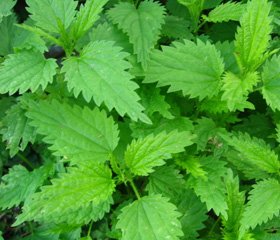 Вплив споживання кропиви (Urtica dioica) та сидериту (Sideritis scardica) на ендотеліальну функцію у хворих   з артеріальною гіпертензією   та високим серцево-судинним ризиком